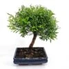 Bonsai Suzygium 25 Cm Broom -usine boutique fd22899wh 1