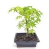 Bonsai Acer Palmatum Green 20 Cm Pot -usine boutique fd22919wh