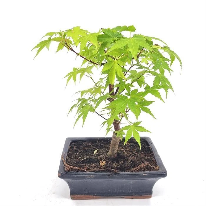 Bonsai Acer Palmatum Green 20 Cm Pot 3 Bonsai Acer Palmatum Green 20 Cm Pot