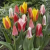 Tulip Greigii Mix 10/11 Cm -usine boutique fd22935wh jpg