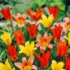 Tulipa Kaufmanniana Mix 10/11 Cm -usine boutique fd22936wh jpg