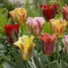 Tulip Viridiflora Mix 11/12 Cm -usine boutique fd22955wh jpg