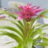 Bromelia Rose -usine boutique fd22961wh