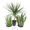 Plantes Collection - Dracaena Purificatrices D'air 1 Plantes Collection - Dracaena Purificatrices D'air -usine boutique fd22973wh
