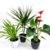 Plantes Collection - Anthurium Purificatrices D'air -usine boutique fd22975wh