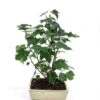 Bonsai Liquidambar Pot 20 Cm -usine boutique fd23029wh