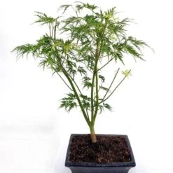 Bonsai Acer Seiryu Pot 20 Cm