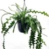 Epiphyllum Anguliger Zig Zag Hang Pot 18 Cm -usine boutique fd23040wh