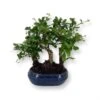 Bonsai Carmona Forest 12 Cm Pot -usine boutique fd23053wh