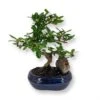 Bonsai Carmona S12 Cm Pot -usine boutique fd23054wh
