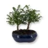 Bonsai Zanthoxylum Forest 12 Cm Pot -usine boutique fd23055wh