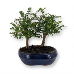 Bonsai Zanthoxylum Forest 12 Cm Pot