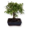 Bonsai Sageretia 15 Cm Pot -usine boutique fd23056wh