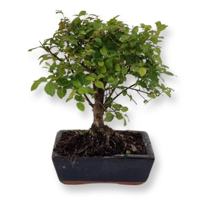 Bonsai Sageretia 15 Cm Pot 3 Bonsai Sageretia 15 Cm Pot