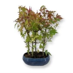 Bonsai Acer Palmatum 19 Cm Pot